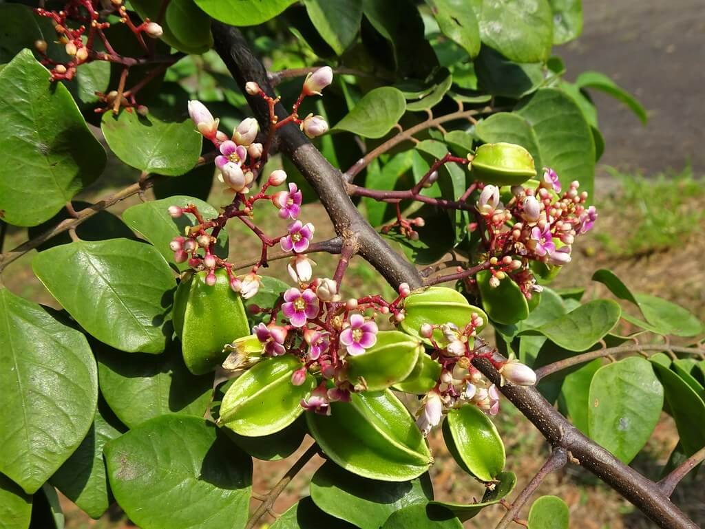 Hoa khế tốt cho sức khỏe