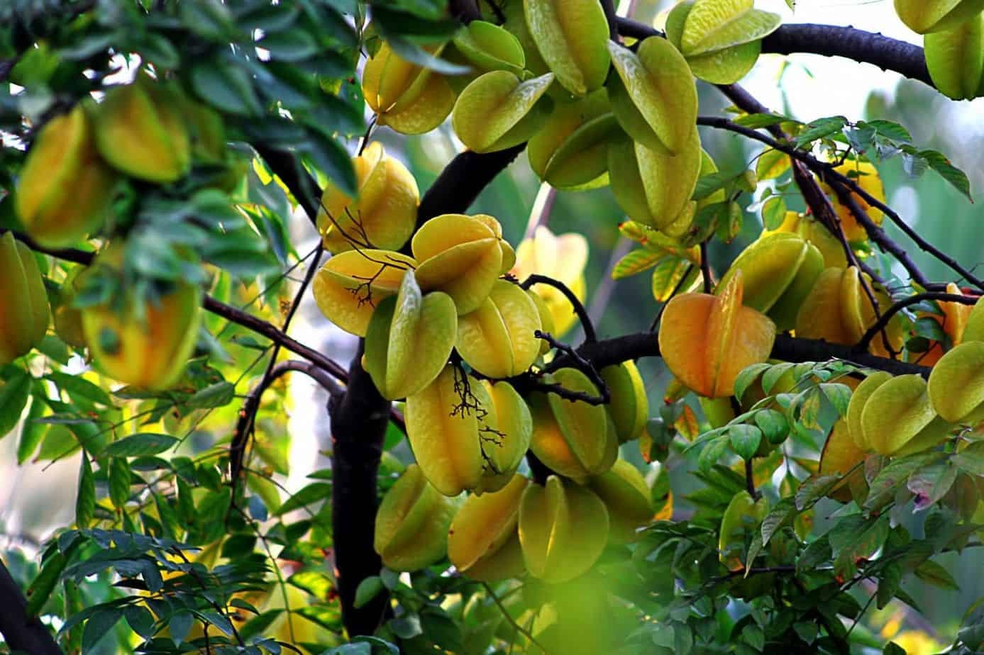 Khế: Khắc tinh của những bệnh về da, mọi bộ phận đều là vị thuốc quý, bất ngờ nhất là hoa khế - Ảnh 1