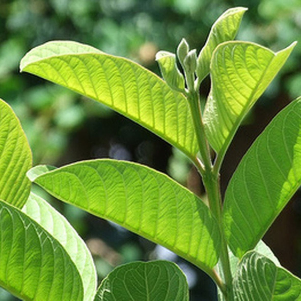 Lá ổi có màu xanh, hình bầu dục, mọc đối nhau với phần cuống ngắn