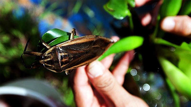 Tinh dầu cà cuống thường được  dùng để gia vị trong một số món ăn