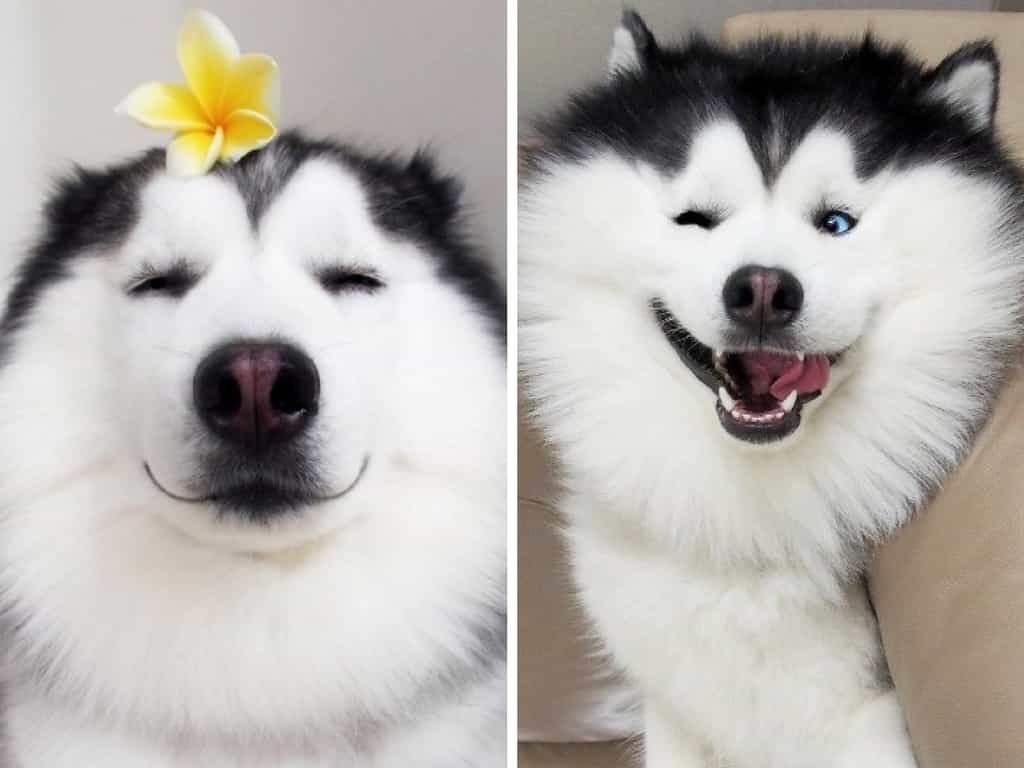 Những nghề kỳ lạ nhất thế giới ít ai biết đến: Viết truyện cho thú cưng, dạy yoga cho chó, trùm cuối mới độc đáo - Ảnh 3