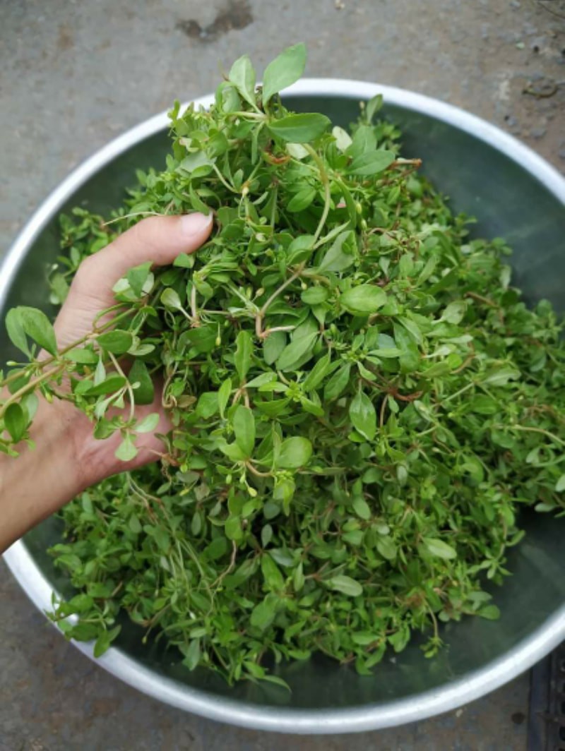 Rau đắng đất Rau đắng đất