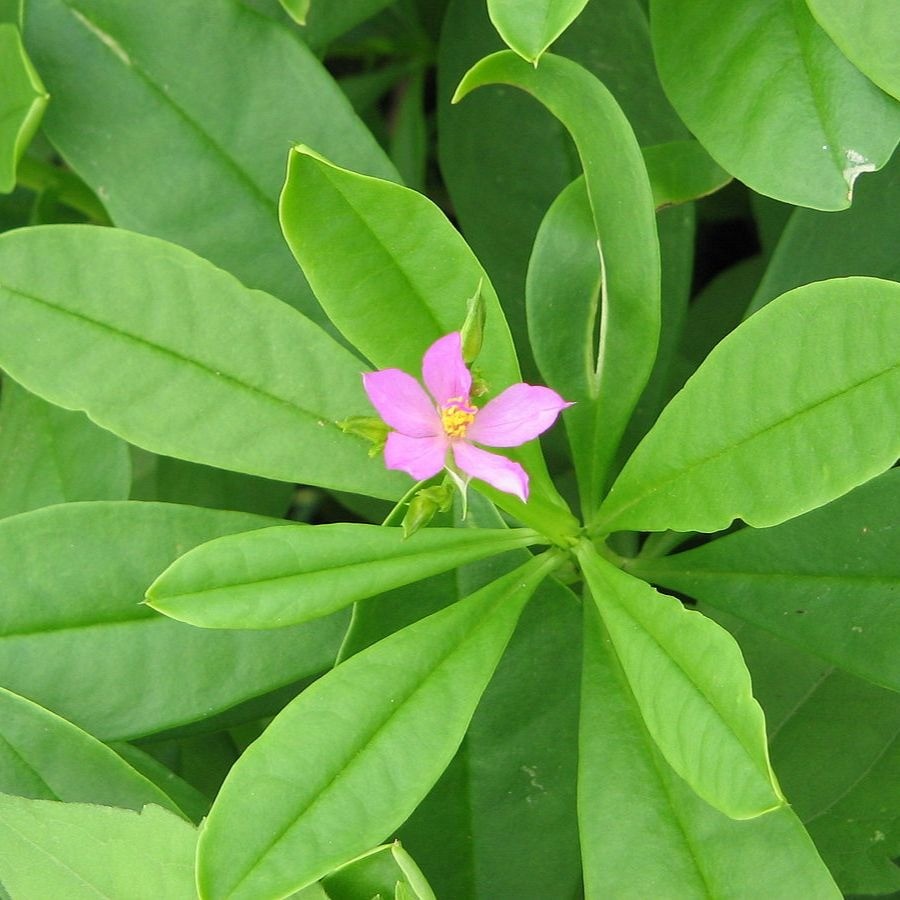 Rau sâm đất Rau sâm đất