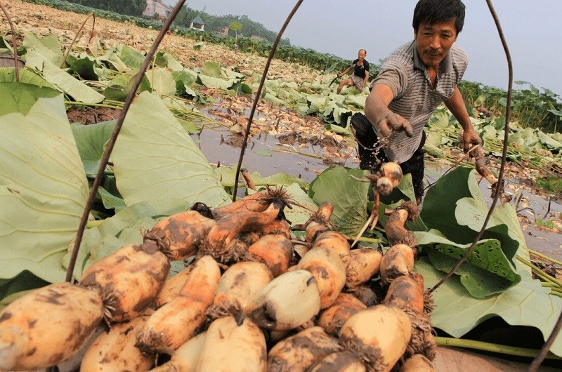 Sau sống dưới nước có thể nhiễm vì khuẩn