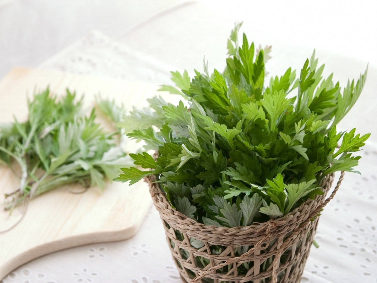 Cây ngải cứu có nhiều tác dụng đặc biệt cho sức khỏe con người