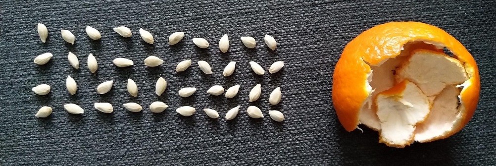 Cam quýt đừng ăn mỗi múi, vỏ - hạt và bộ phận này tốt ngang 'nhân sâm tổ yến': Bao người bỏ đi phải tiếc - Ảnh 4