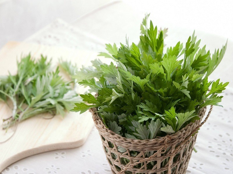 Ngải cứu được biết đến với nhiều tác dụng có lợi cho sức khỏe. Ngải cứu được biết đến với nhiều tác dụng có lợi cho sức khỏe.
