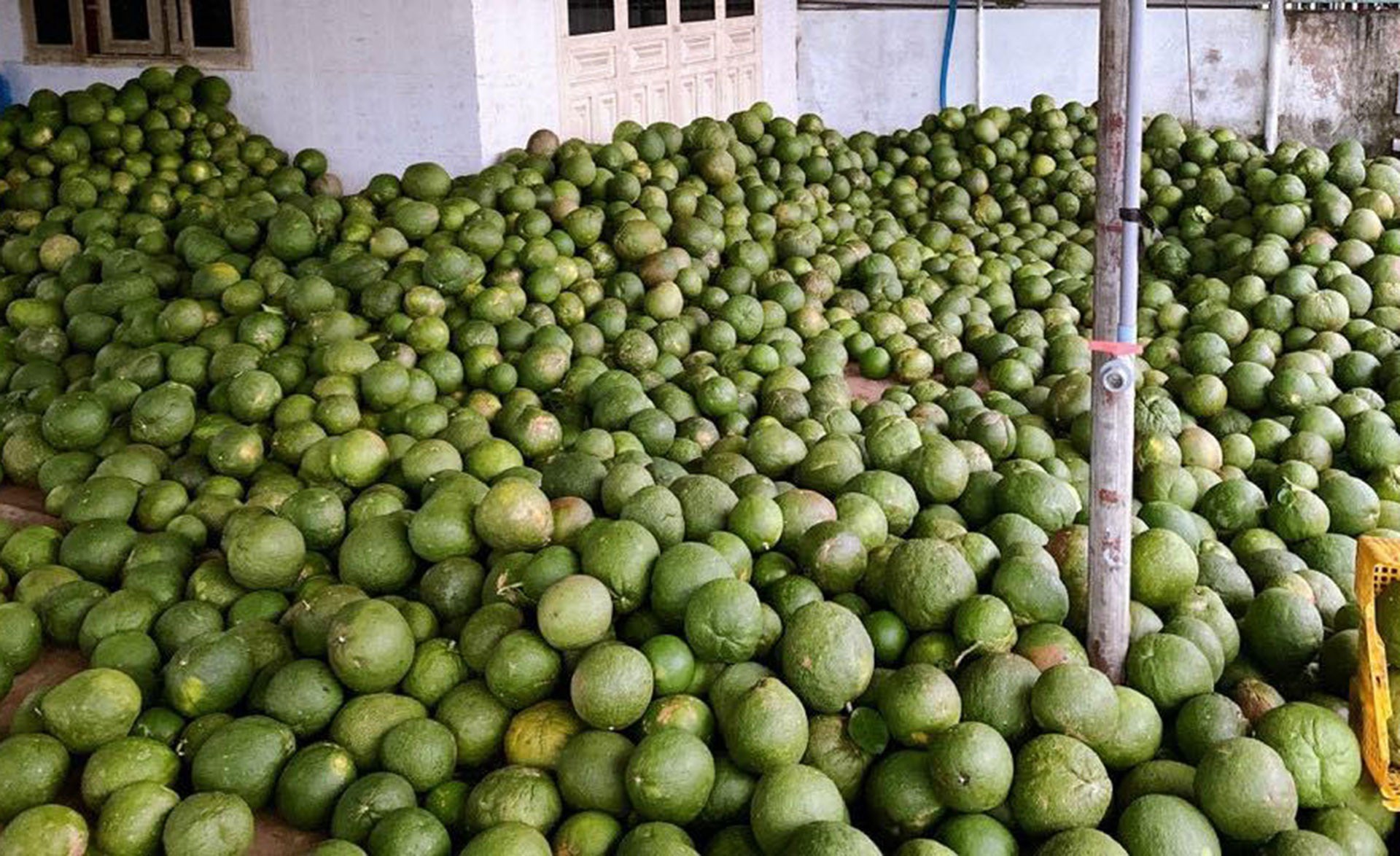 Không phải ai cũng nên ăn bưởi