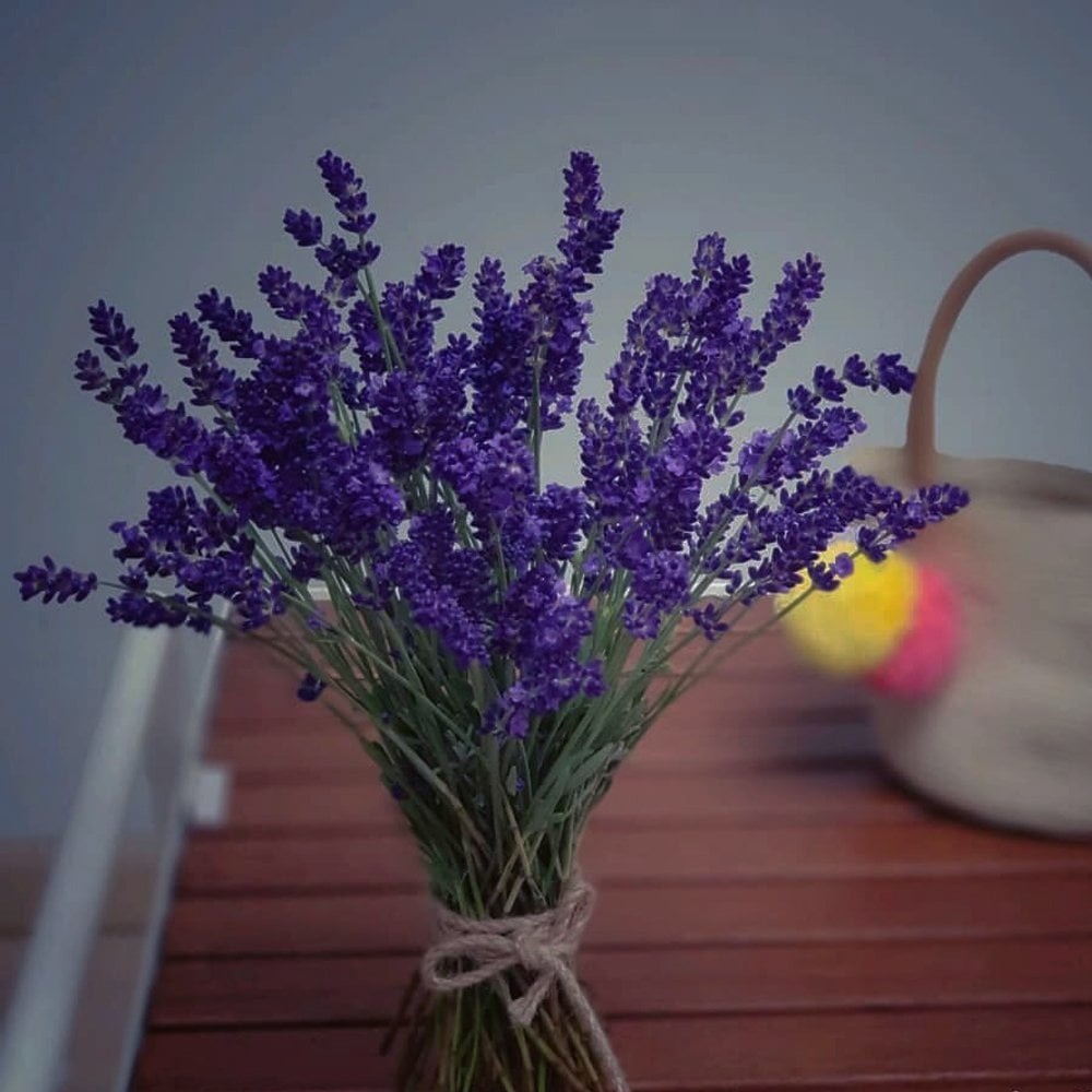 Lavender mang đến nhiều lợi ích tuyệt vời cho sức khỏe và tâm trạng Lavender mang đến nhiều lợi ích tuyệt vời cho sức khỏe và tâm trạng