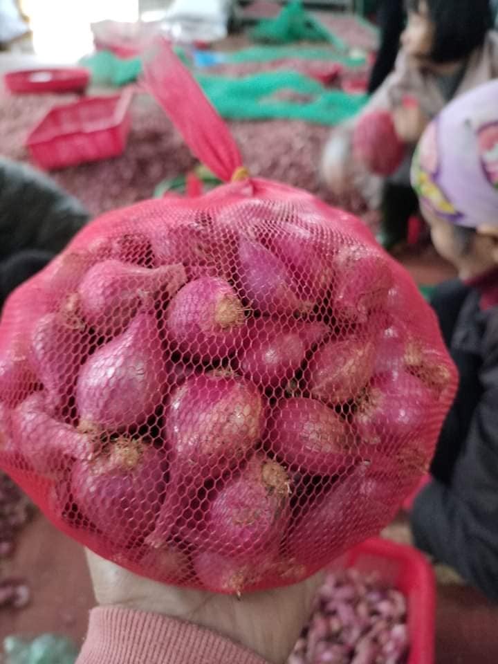 Khâu chọn hành vô cùng quan trọng để cho ra món dưa hành muối ngon, giòn Khâu chọn hành vô cùng quan trọng để cho ra món dưa hành muối ngon, giòn