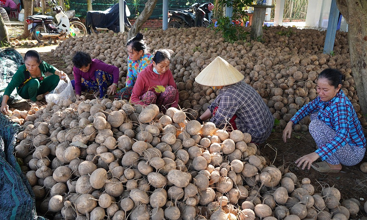 Với vị ngọt, giòn, giá thành rẻ, củ đậu được yêu thích