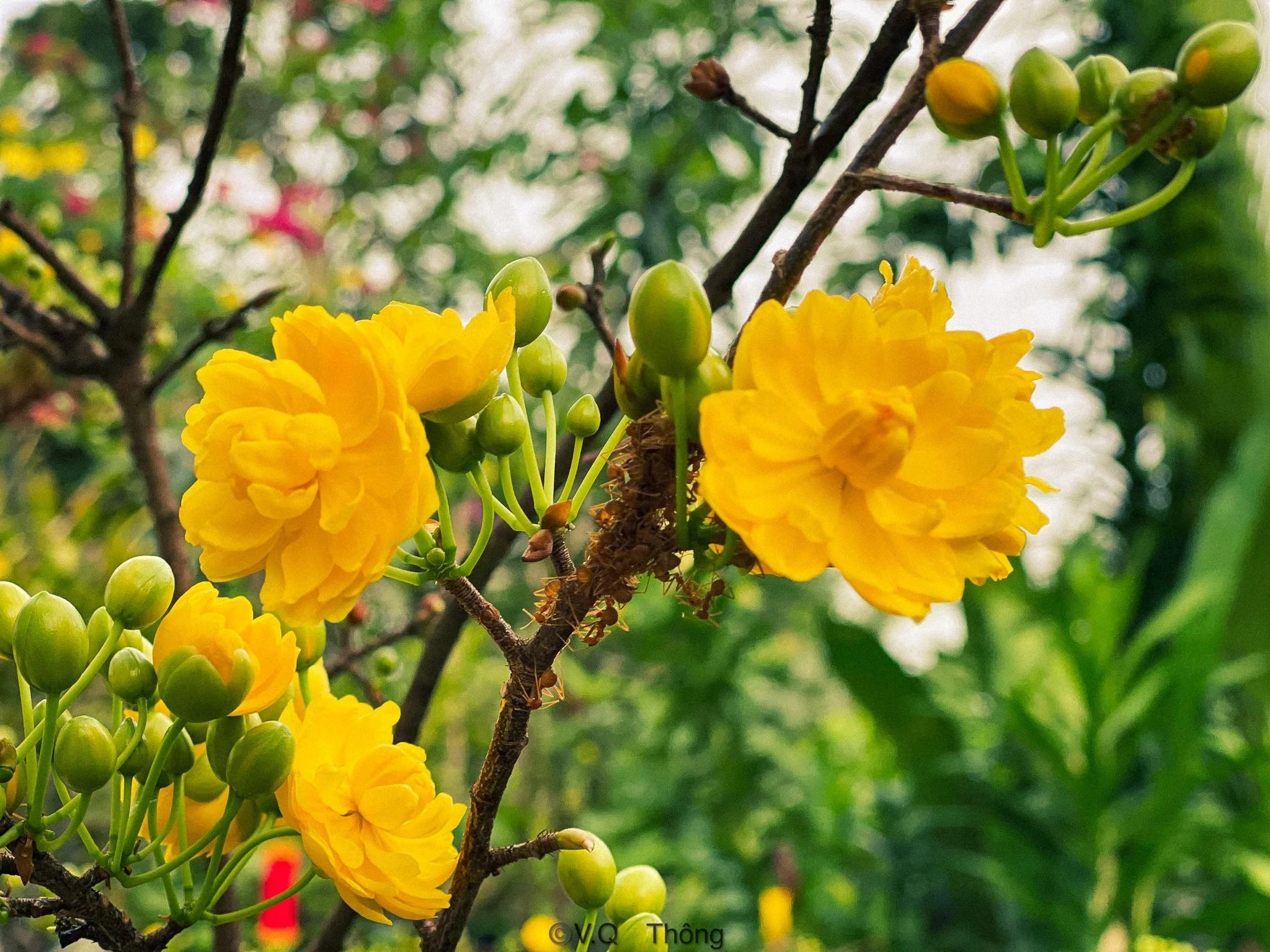 Hoa mai thường được xem là biểu tượng của sự phồn thịnh và may mắn