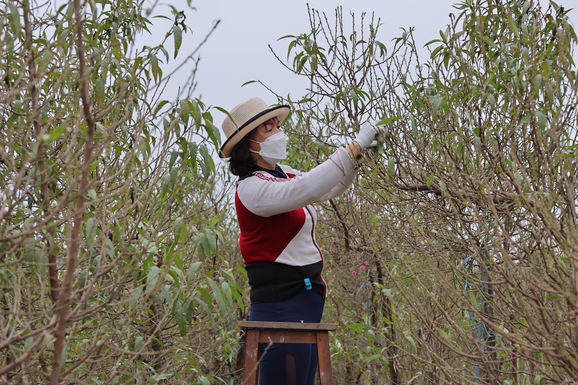 Cách 'ép' hoa đào - hoa mai nở đúng dịp Tết Giáp Thìn 2024, từ bây giờ làm ngay bước này - Ảnh 1