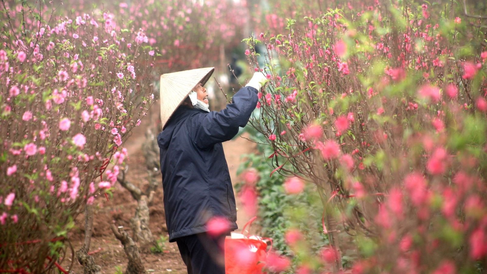 Cách 'ép' hoa đào - hoa mai nở đúng dịp Tết Giáp Thìn 2024, từ bây giờ làm ngay bước này - Ảnh 2