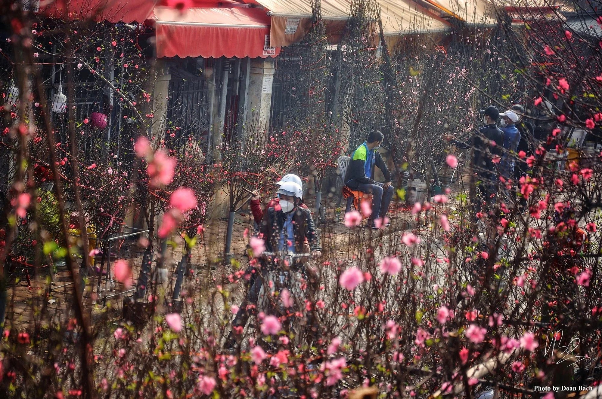 Hoa đào là một biểu tượng truyền thống quan trọng trong văn hóa Việt Nam