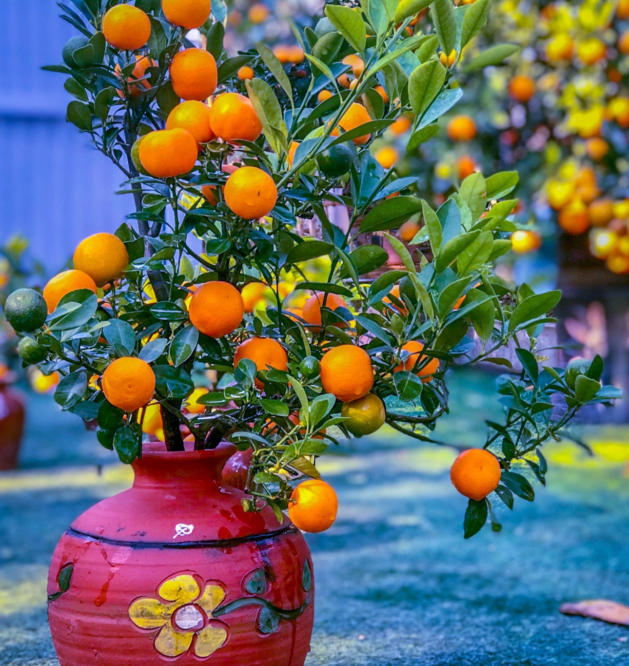 Quất mang theo nhiều ý nghĩa tâm linh và phong thủy trong dịp Tết Nguyên Đán.