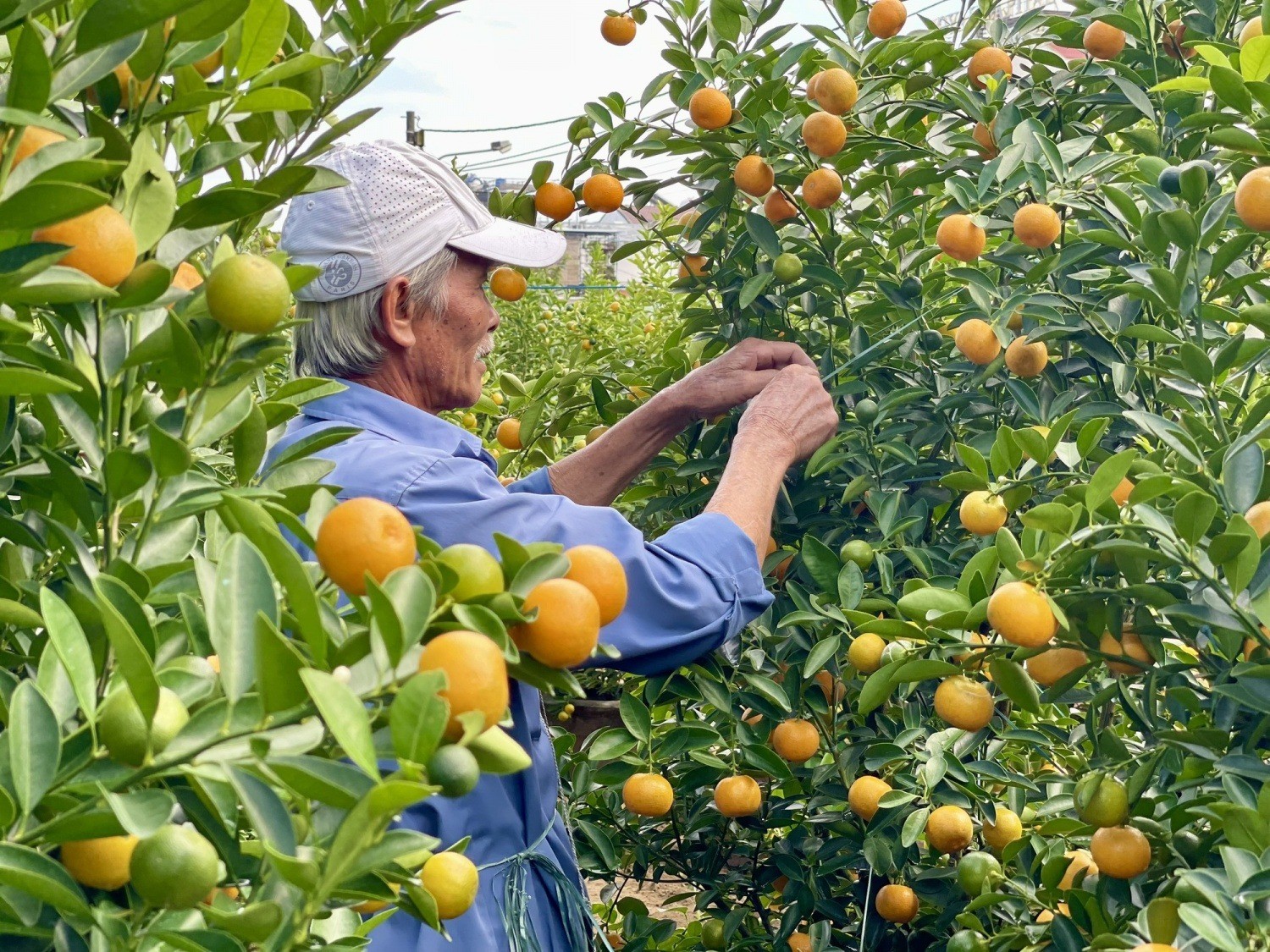 Cách chọn mua quất chưng Tết 2024 hút tài lộc, quả ướp vàng đúng mùng 1, hết lễ đem trồng vẫn tươi xanh - Ảnh 4