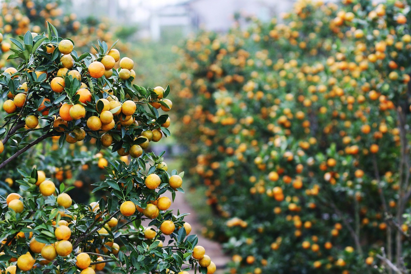 Cách chọn mua quất chưng Tết 2024 hút tài lộc, quả ướp vàng đúng mùng 1, hết lễ đem trồng vẫn tươi xanh - Ảnh 1