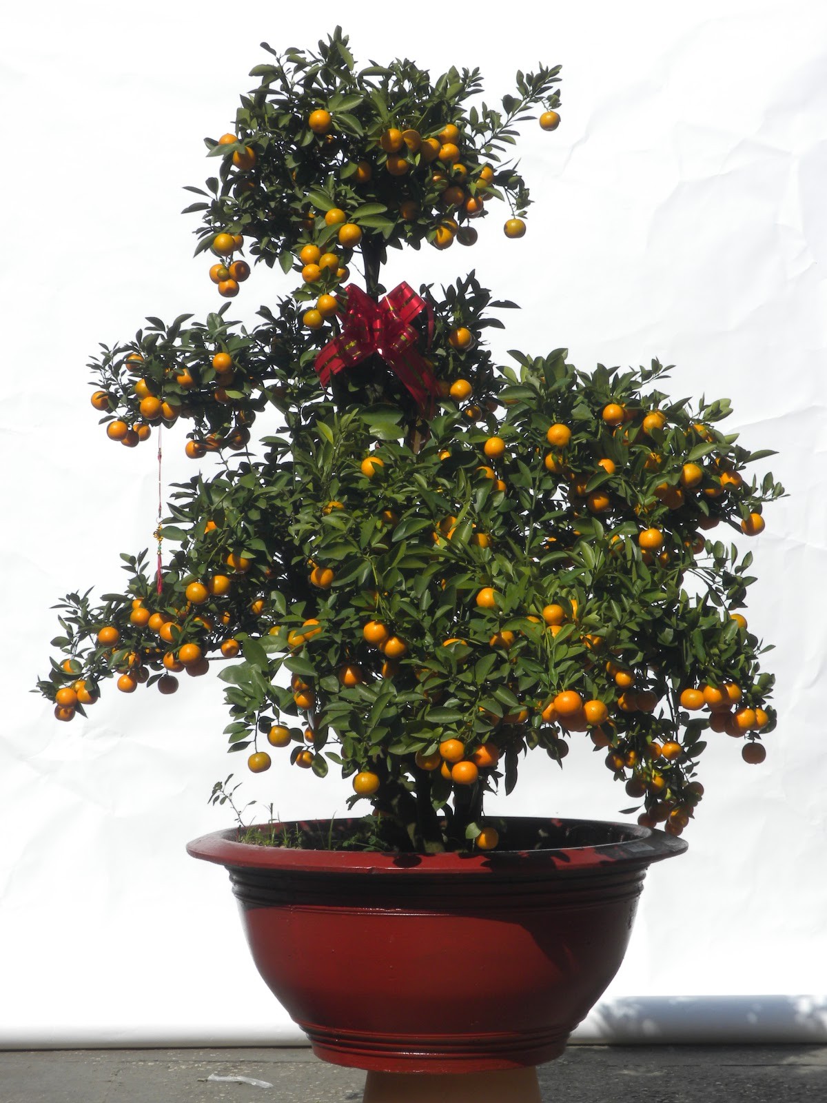 Cách chọn mua quất chưng Tết 2024 hút tài lộc, quả ướp vàng đúng mùng 1, hết lễ đem trồng vẫn tươi xanh - Ảnh 2