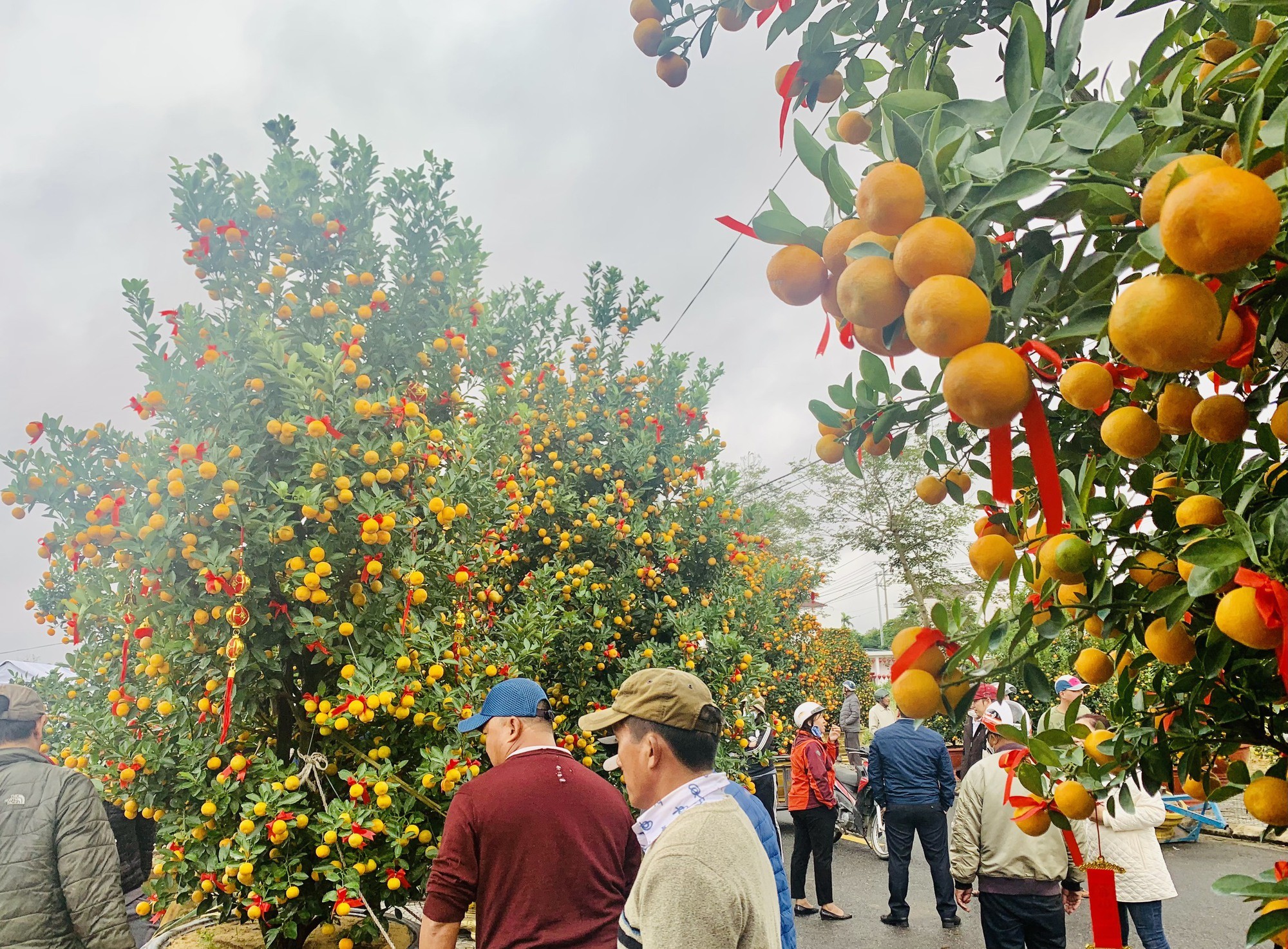 Cách chọn mua quất chưng Tết 2024 hút tài lộc, quả ướp vàng đúng mùng 1, hết lễ đem trồng vẫn tươi xanh - Ảnh 3