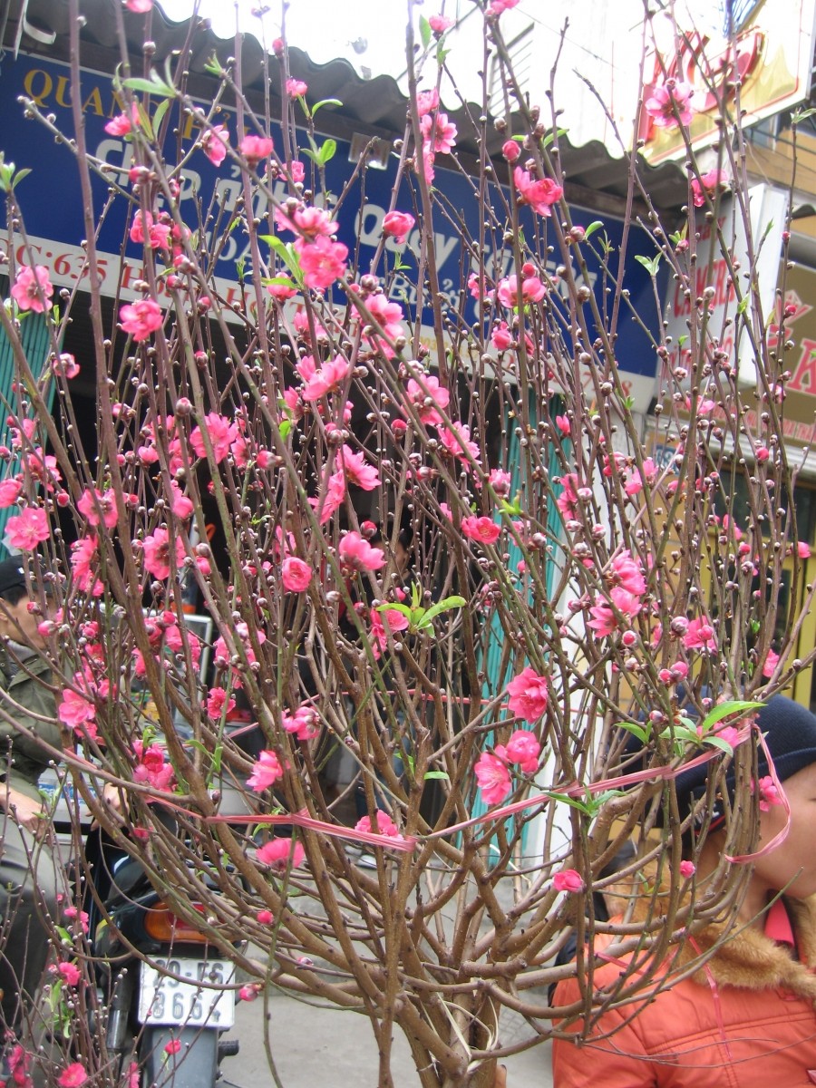 Tết 2024: Sai lầm khi chơi hoa đào 'chưa hết mùng đã rũ rượi', người trồng lâu năm chỉ rõ nhiều nhà mắc - Ảnh 3