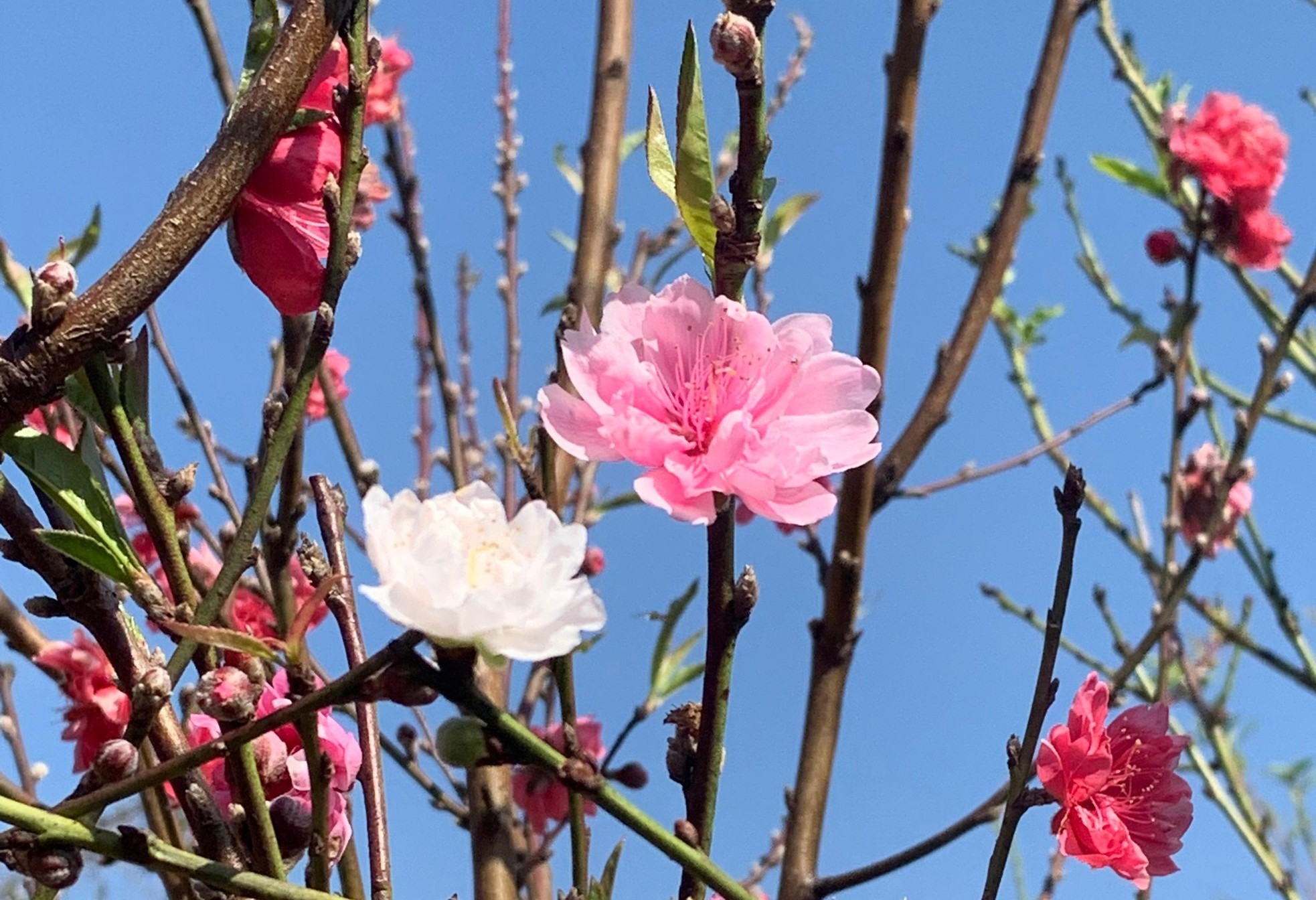 Tết 2024: Sai lầm khi chơi hoa đào 'chưa hết mùng đã rũ rượi', người trồng lâu năm chỉ rõ nhiều nhà mắc - Ảnh 1