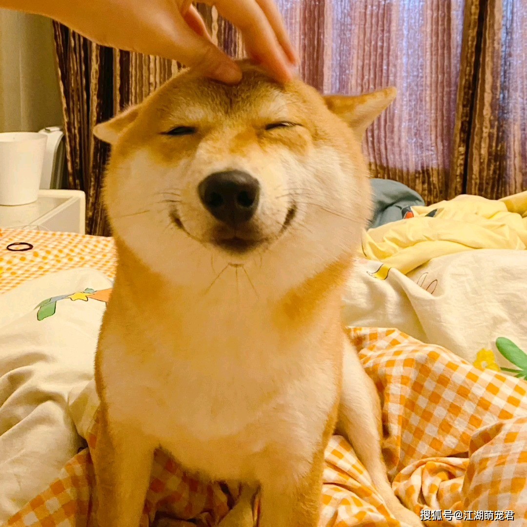 Chó suy nghĩ gì khi bạn chạm vào đầu nó, biết được ai nấy cảm thán: 'Overthinking quá không'? - Ảnh 2