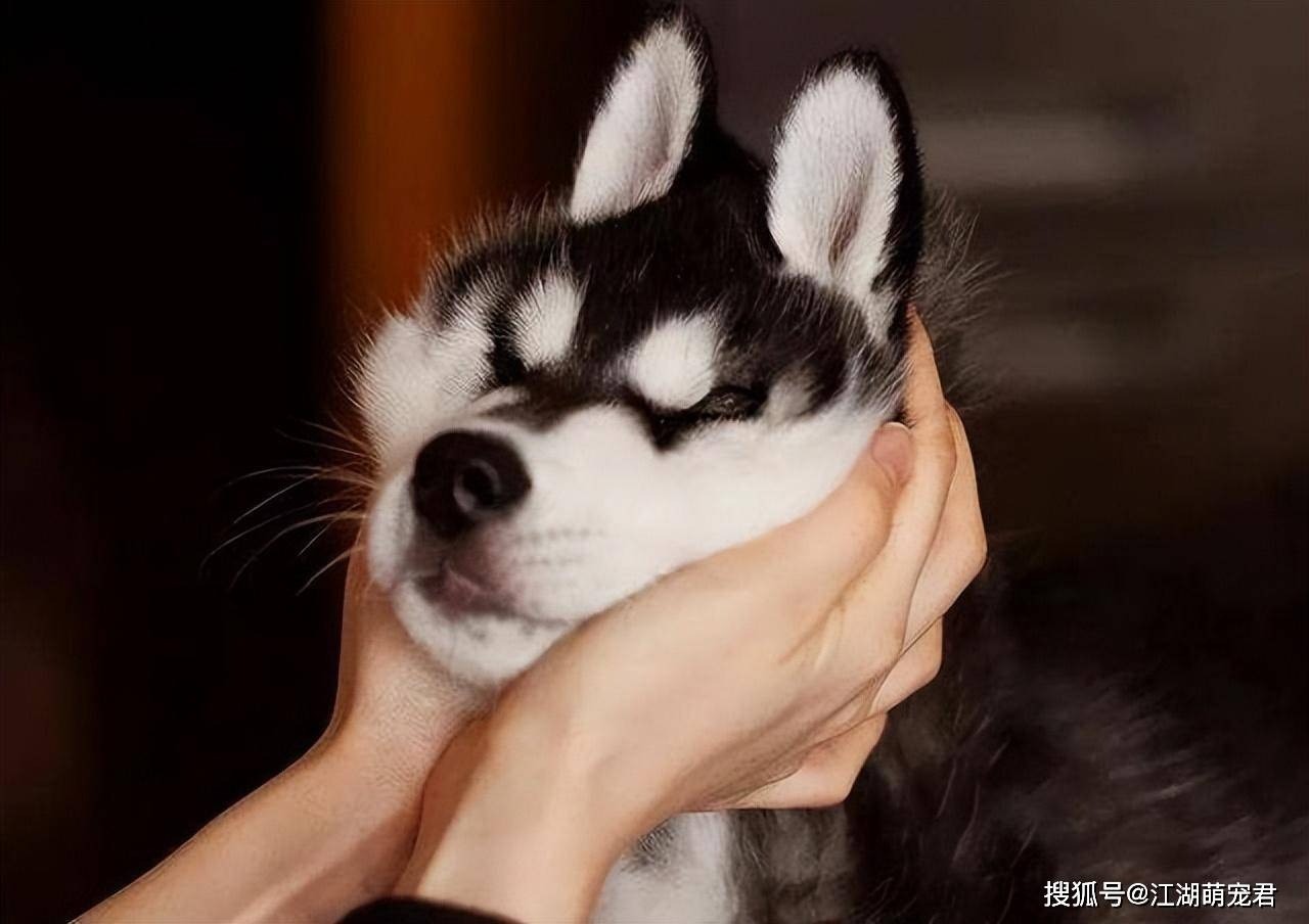 Chó suy nghĩ gì khi bạn chạm vào đầu nó, biết được ai nấy cảm thán: 'Overthinking quá không'? - Ảnh 3