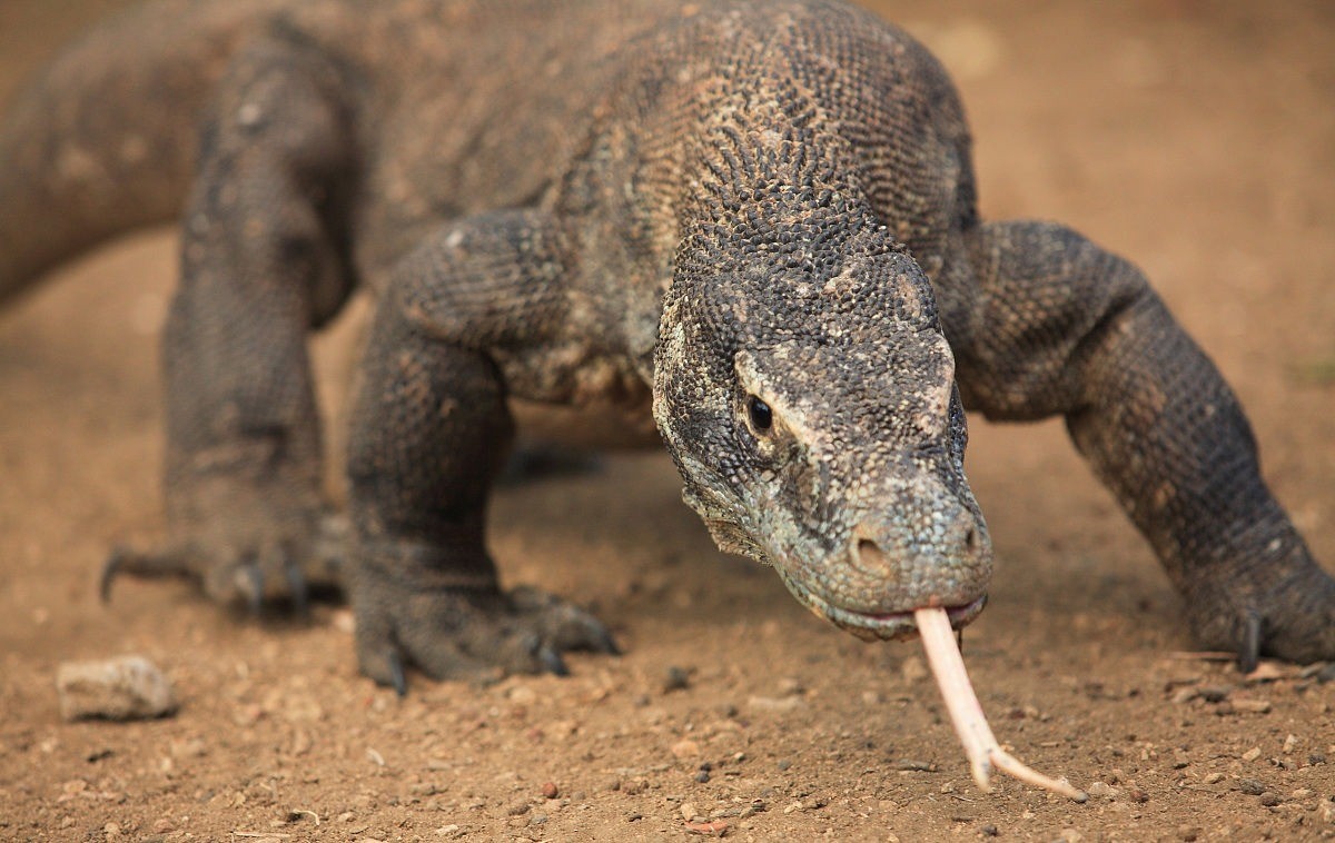 Komodo không có kẻ thù tự nhiên