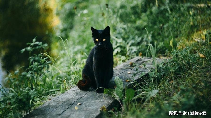 Giải mã tại sao mèo đen ngày một ít, ngạc nhiên khi nhiều chủ nói: 'Nuôi qua một lần là sợ mãi' - Ảnh 4