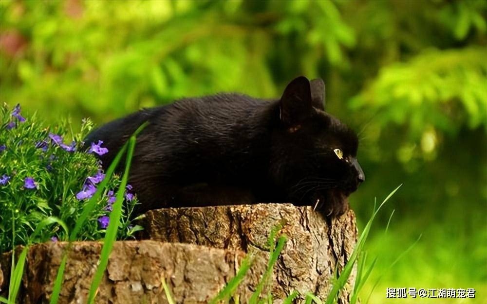 Giải mã tại sao mèo đen ngày một ít, ngạc nhiên khi nhiều chủ nói: 'Nuôi qua một lần là sợ mãi' - Ảnh 3