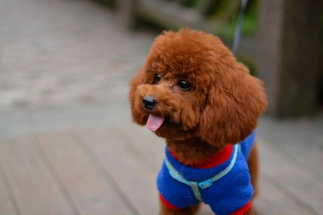 Chó thường thể hiện sự quan tâm khi phát hiện chủ nhận không vui