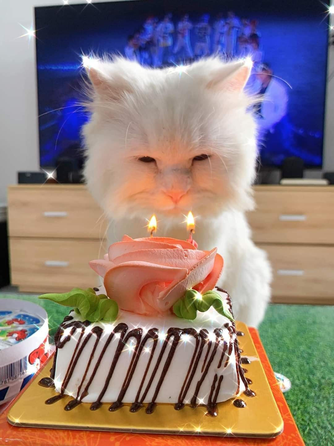 Mèo là thú cưng được nuôi phổ biến