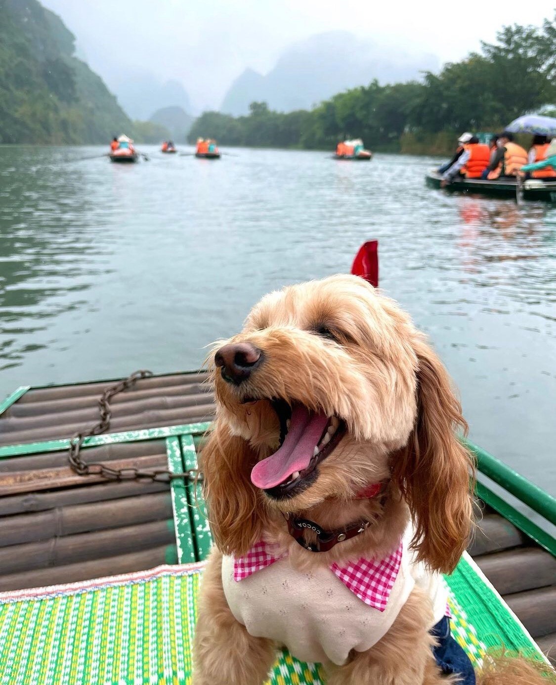 Chó có thể nhớ những kinh nghiệm quan trọng, địa điểm, và người xung quanh trong cuộc sống hàng ngày của chúng