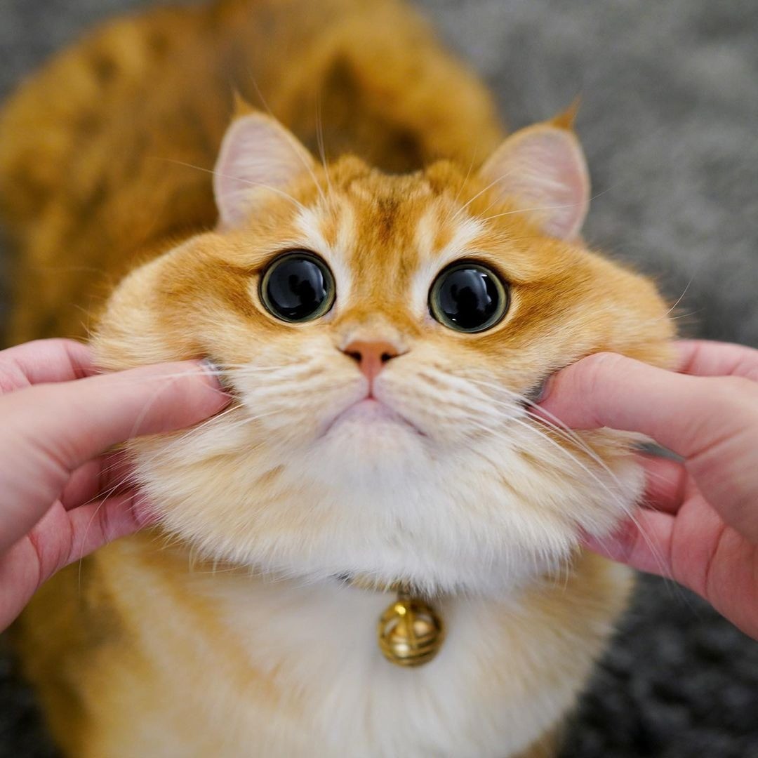 Mèo có say tàu xe không, biểu hiện và cách giảm triệu chứng say tàu xe ở mèo? - Ảnh 2 Mèo có say tàu xe không, biểu hiện và cách giảm triệu chứng say tàu xe ở mèo? - Ảnh 2