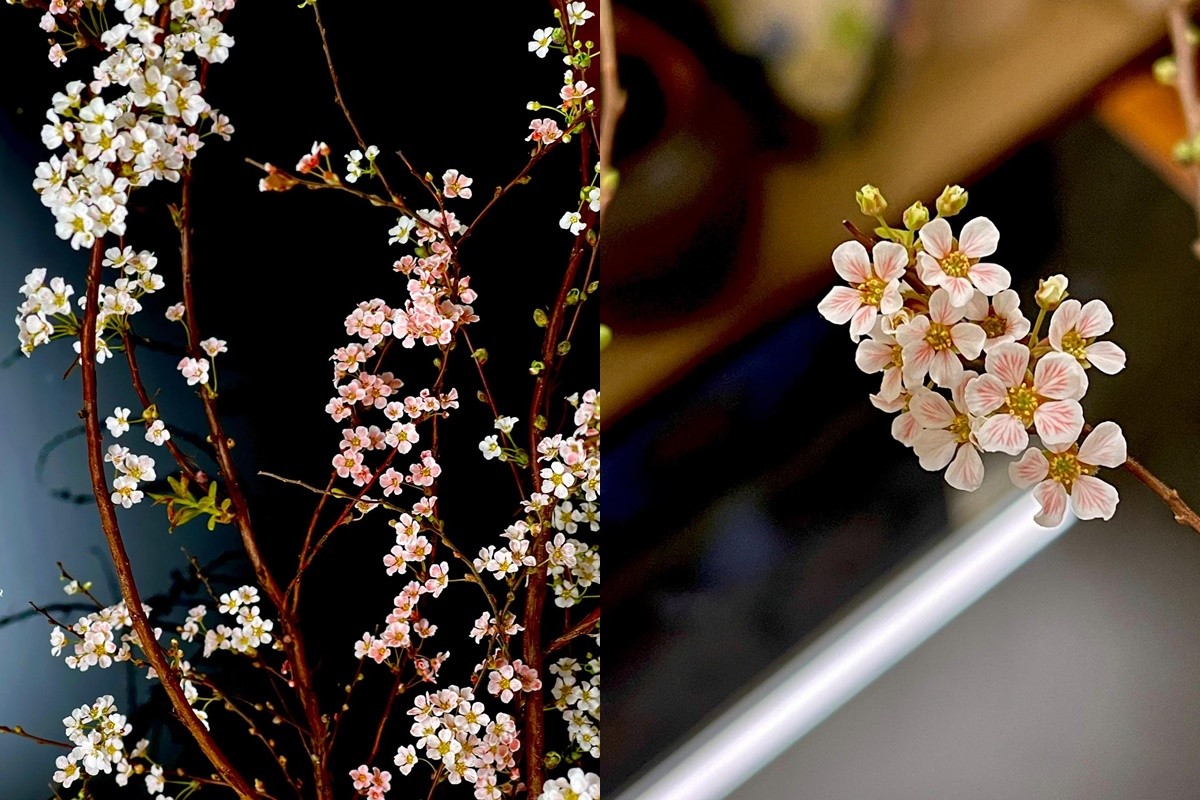 Hoa tuyết mai sau khi nhuộm, có màu sắc đặc biệt, ấn tượng