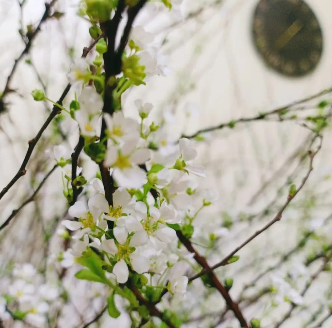 Hoa tuyết mai có hình dáng thanh nhã, trắng tinh khôi, tạo nên hình ảnh của sự thuần khiết và thanh cao