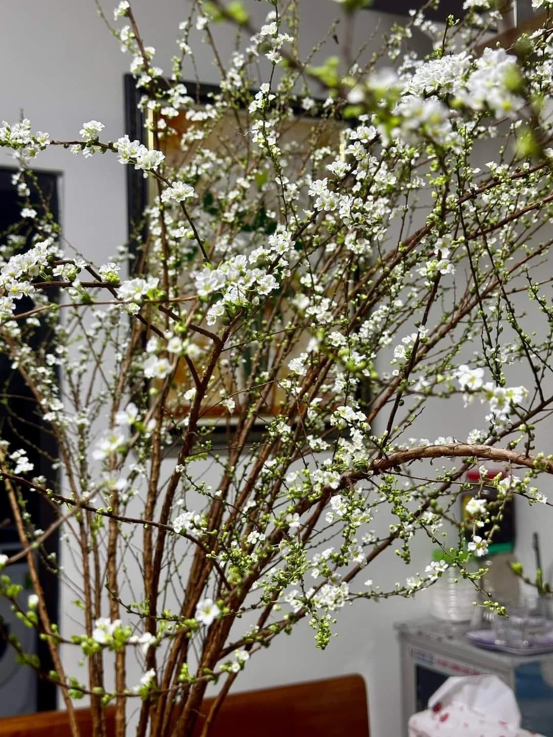 Tuyết mai trắng đã quá xưa, thêm bước này hoa nở ra màu 7 sắc cầu vồng: Hội chị em há hốc vì đẹp đỉnh - Ảnh 1