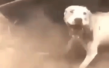 Cuộc chiến sinh tử giữa chó ngao và gấu đen, kết thúc kẻ thắng khiến ai cũng bất ngờ