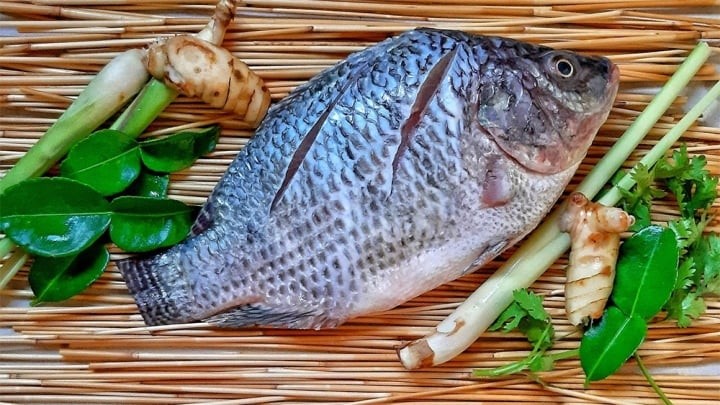 Việc ăn cá rô phi chưa nấu chín có thể gây nhiễm khuẩn Vibrio vulnificus. Ảnh: internet Việc ăn cá rô phi chưa nấu chín có thể gây nhiễm khuẩn Vibrio vulnificus. Ảnh: internet