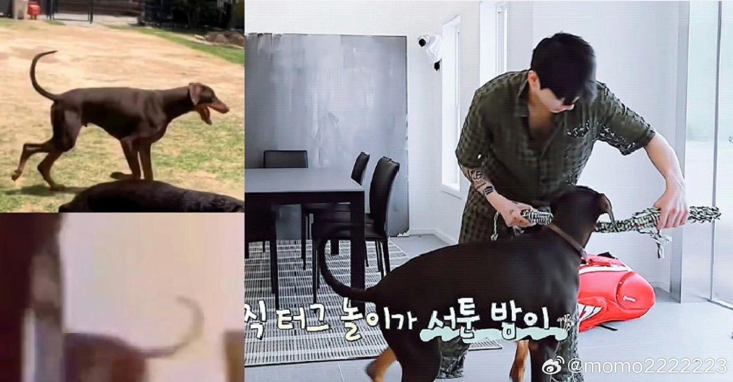 Chú chó cưng Dobermann Bam của Jungkook xuất hiện trong đoạn video