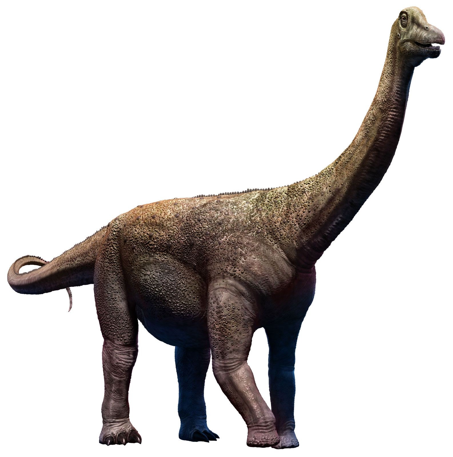 Khủng long Saltasaurus từ kỷ Phấn trắng, thuộc loài Titanosaurs. Ảnh: mark Turner/Dreamstime.com