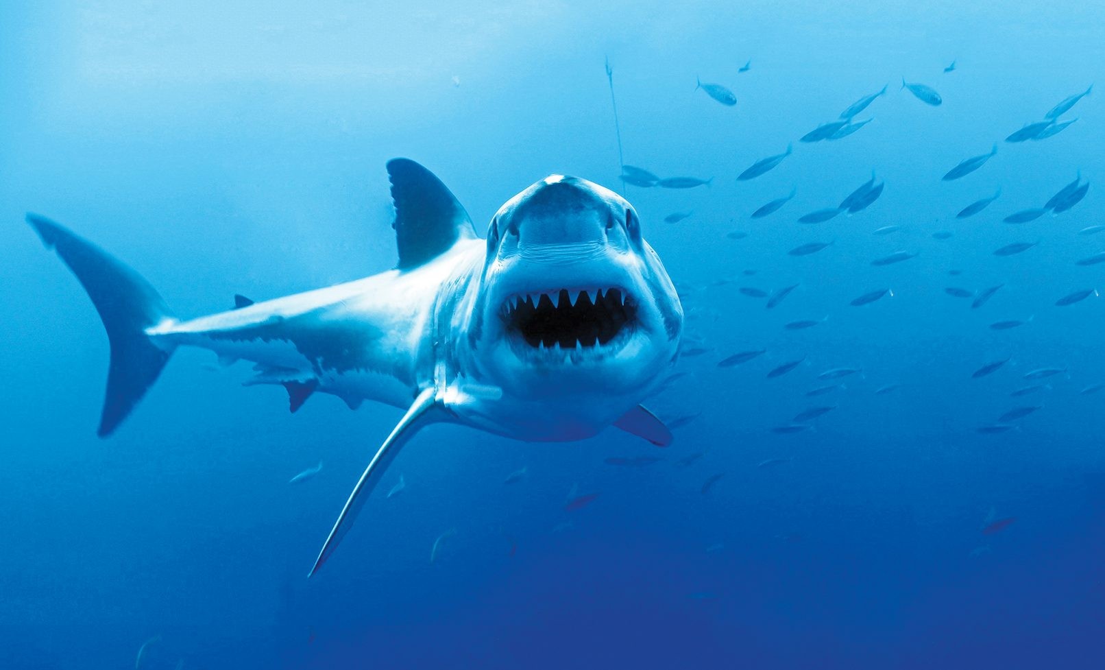 Nếu ngừng bơi, cá mập trắng lớn sẽ chết. Ảnh: balisharks Nếu ngừng bơi, cá mập trắng lớn sẽ chết. Ảnh: balisharks