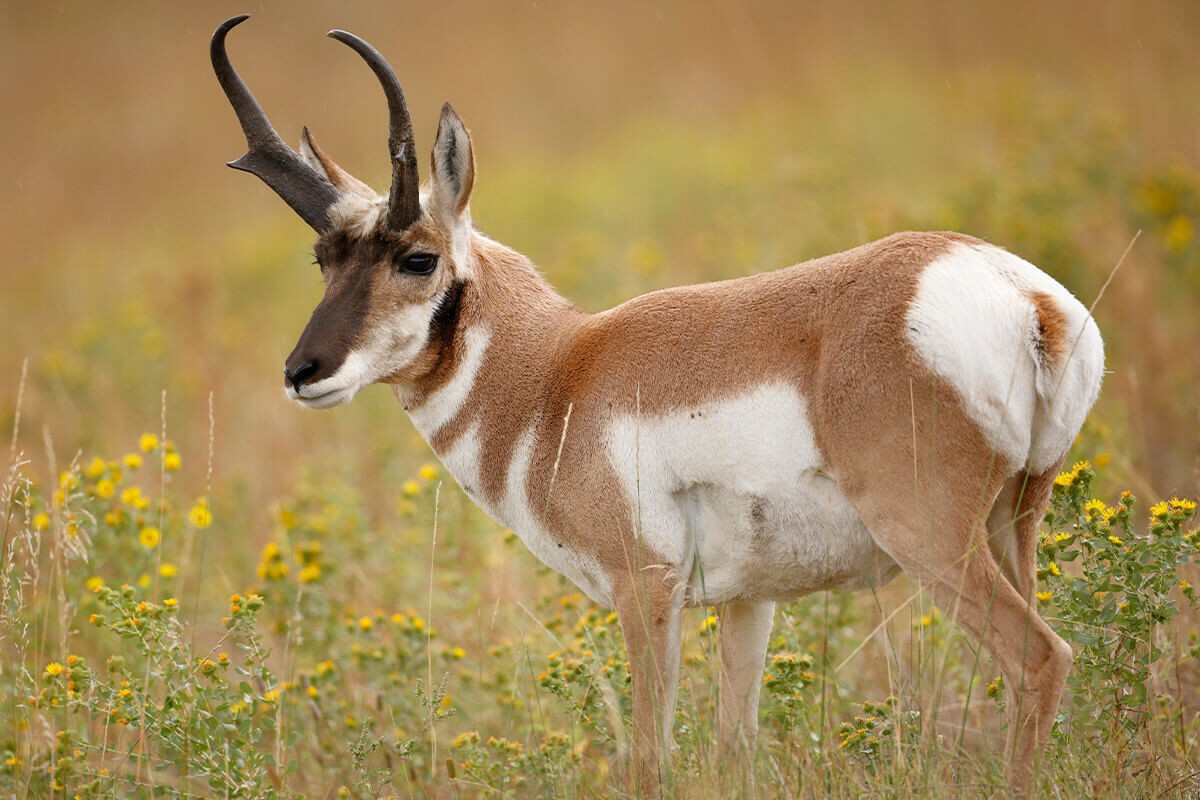 Pronghorn (linh dương châu Mỹ). Ảnh: internet