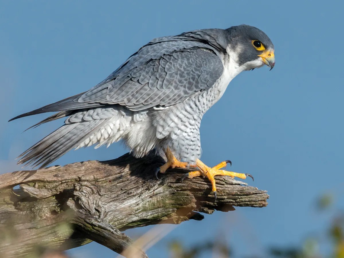 Chim ưng Peregrine. Ảnh: britannica