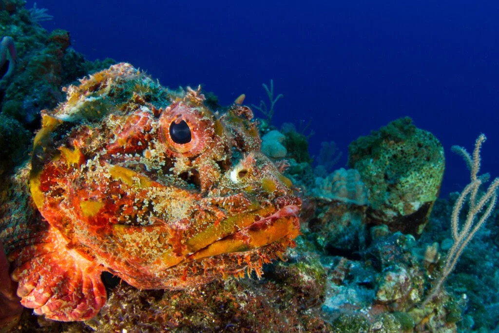 Ảnh: American Ocean Ảnh: American Ocean
