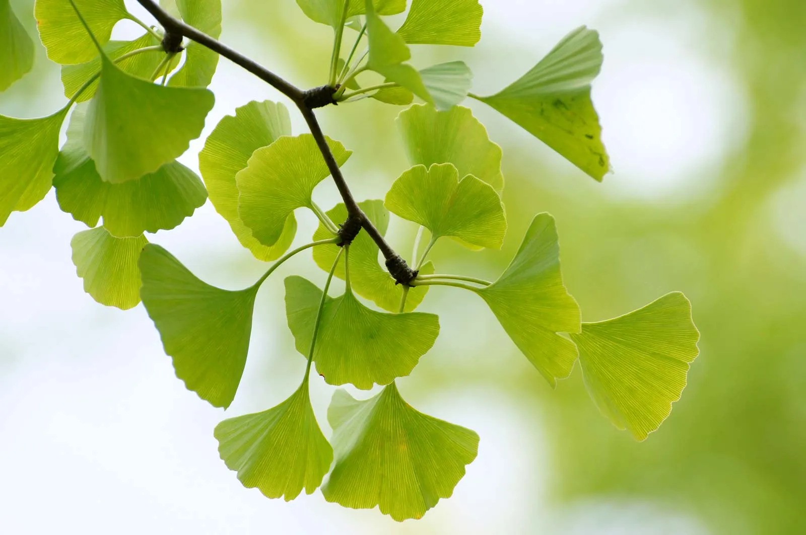 Lá cây bạch quả (Ginkgo biloba). Ảnh: hiromi8787/Fotolia