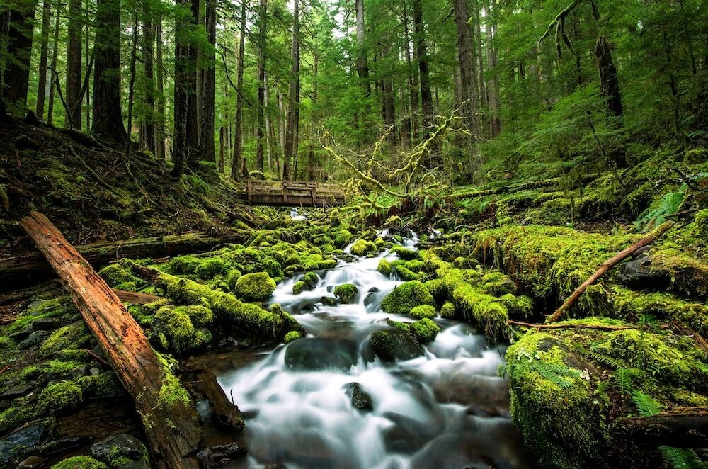 Một con lạch có thác nước trên đường tới Thác Sol Duc ở Công viên Quốc gia Olympic, Port Angeles, Washington. Ảnh: Nhiếp ảnh Naphat / Getty