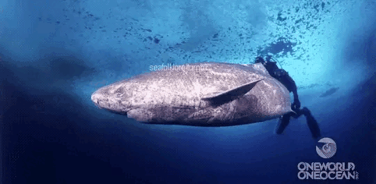 Kinh ngạc loài cá mập sống ở sâu trong đại dương có tuổi thọ lên đến 500 tuổi