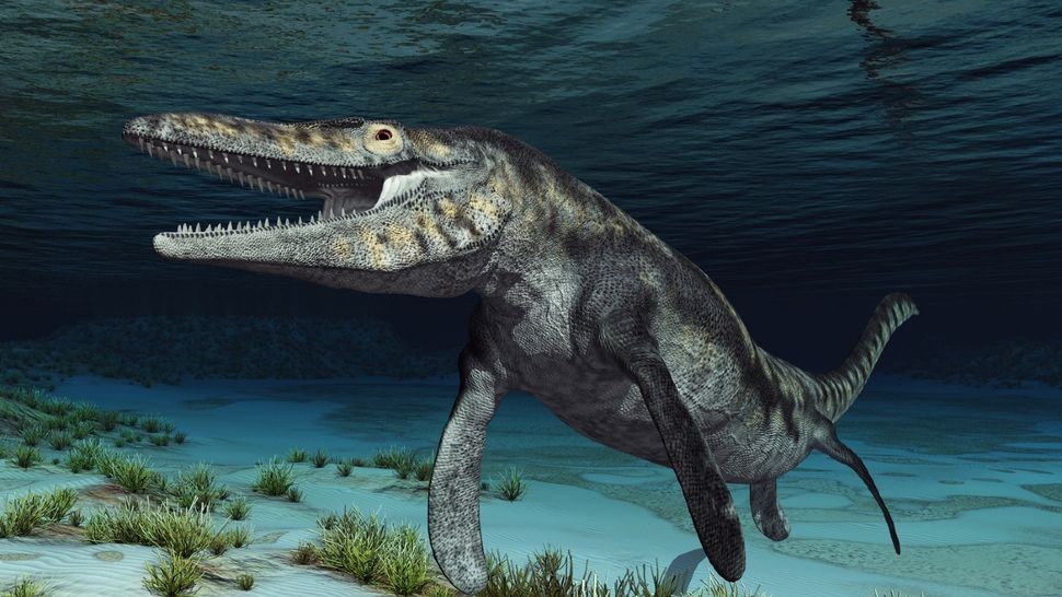 Mosasaur là một nhóm động vật ăn thịt biển đỉnh cao thống trị các đại dương cho đến cuối kỷ Phấn trắng. Không giống như loài thương long được minh họa ở đây, 'rồng xanh' có chân chèo phía sau và vây lưng lớn bất thường. (Ảnh: Getty Images) Mosasaur là một nhóm động vật ăn thịt biển đỉnh cao thống trị các đại dương cho đến cuối kỷ Phấn trắng. Không giống như loài thương long được minh họa ở đây, 'rồng xanh' có chân chèo phía sau và vây lưng lớn bất thường. (Ảnh: Getty Images)